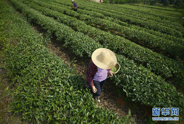 全國(guó)各產(chǎn)茶區(qū)迎來(lái)“明前茶”采摘高峰8