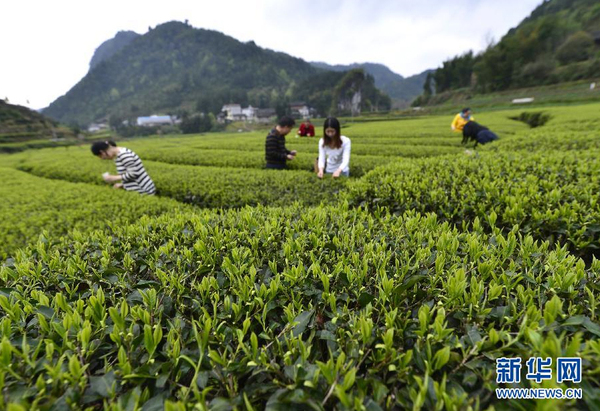 全國(guó)各產(chǎn)茶區(qū)迎來(lái)“明前茶”采摘高峰6