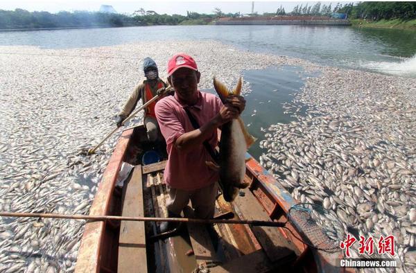 印尼一湖內現數千死魚 或為水溫變化所致4