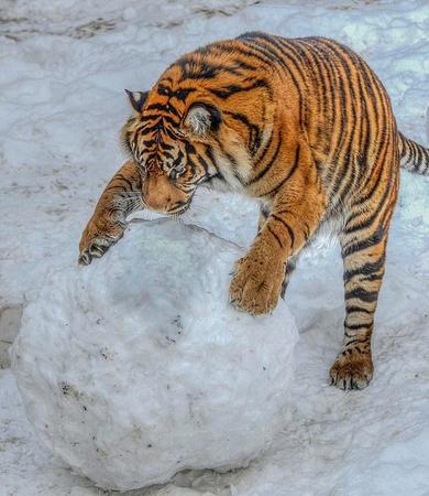 英國動物園老虎玩大雪球畫面被拍。