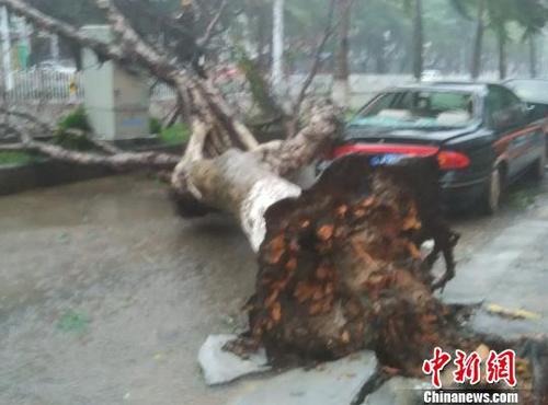 海口市區一棵大樹倒伏砸中轎車。　王子謙 攝