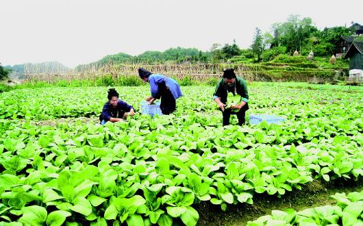 住滇全國(guó)政協(xié)委員共議精準(zhǔn)扶貧