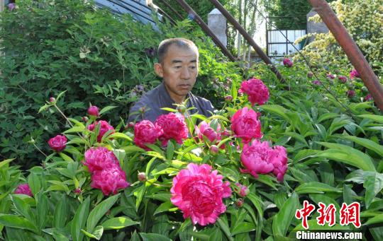 任建德2008年把花苗裝在袋子里從洛陽背回新疆。圖為他定植了第四年的芍藥。　沈睿燕 攝