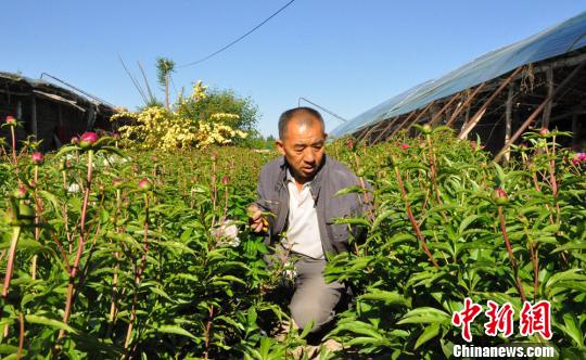 旋耕機把芍藥的枝條碰倒了，任建德正在扶枝。　沈睿燕 攝