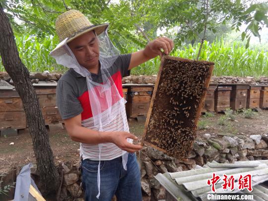 探訪太行山三代養蜂人：提供良心蜜是最大心愿