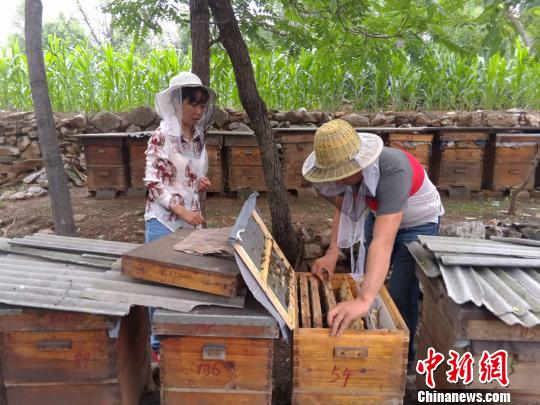 7月底，已經過了蜜蜂生產蜂蜜的集中期，蜂巢上的封蓋蜜并不多。　　韓章云 攝