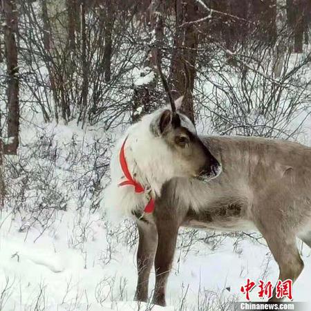 圖為雪中馴鹿。　張瑋 攝