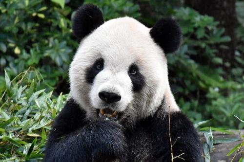 團團：你在看我嗎？臺灣《聯合報》/臺北市立動物園供圖