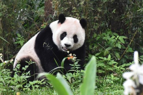 圓仔就是愛熱鬧！臺灣《聯合報》/臺北市立動物園供圖