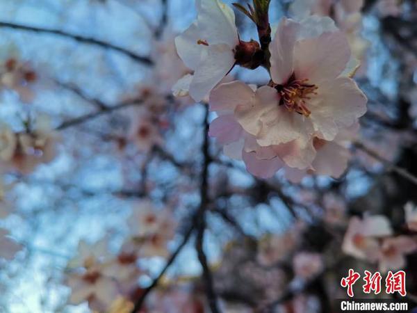 圖為林芝盛開的桃花，2019年3月29日，林芝第十七屆桃花旅游文化節在巴宜區開幕(資料圖)?！垈?攝